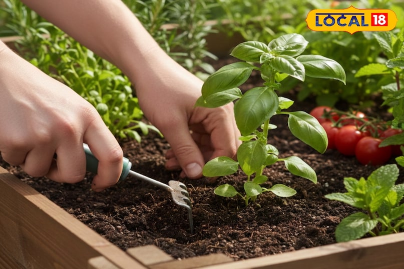 सर्दियों में गार्डन की देखभाल कैसे करें, सर्दियों के मौसम में गार्डन में लगे पौधों को कैसे बचाएं, किचन गार्डन में लगे पौधों की देखभाल कैसे करें, सर्दियों में पौधों की अच्छी ग्रोथ के लिए क्या करें, लोकल 18, How to take care of the garden in winter, how to protect the plants in the garden in winter season, how to take care of the plants in the kitchen garden, what to do for good growth of plants in winter, Local 18