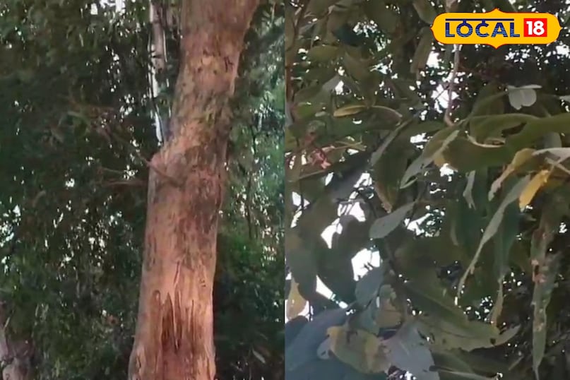 मेरठ, आयुर्वेद, सर्दी, जुकाम, खांसी, आयुर्वेदिक टिप्स, अदरक, हल्दी गिलोय, लोकल- 18, Meerut, Ayurveda, cold, cough, Ayurvedic tips, ginger, turmeric Giloy, local- 18