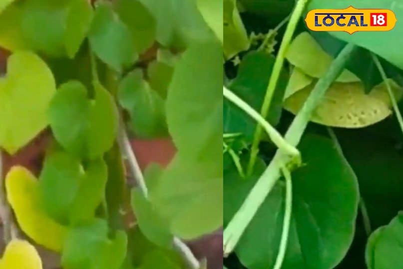 मेरठ, आयुर्वेद, सर्दी, जुकाम, खांसी, आयुर्वेदिक टिप्स, अदरक, हल्दी गिलोय, लोकल- 18, Meerut, Ayurveda, cold, cough, Ayurvedic tips, ginger, turmeric Giloy, local- 18