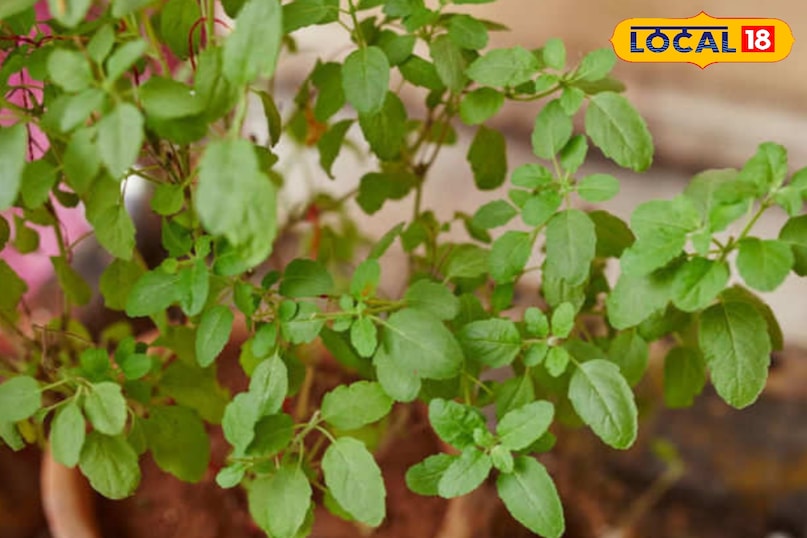 मेरठ, आयुर्वेद, सर्दी, जुकाम, खांसी, आयुर्वेदिक टिप्स, अदरक, हल्दी गिलोय, लोकल- 18, Meerut, Ayurveda, cold, cough, Ayurvedic tips, ginger, turmeric Giloy, local- 18 मेरठ, आयुर्वेद, सर्दी, जुकाम, खांसी, आयुर्वेदिक टिप्स, अदरक, हल्दी गिलोय, लोकल- 18, Meerut, Ayurveda, cold, cough, Ayurvedic tips, ginger, turmeric Giloy, local- 18