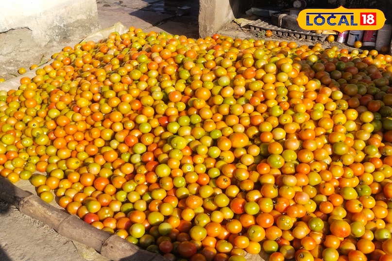 कई सालों से कर रही टमाटर खेती