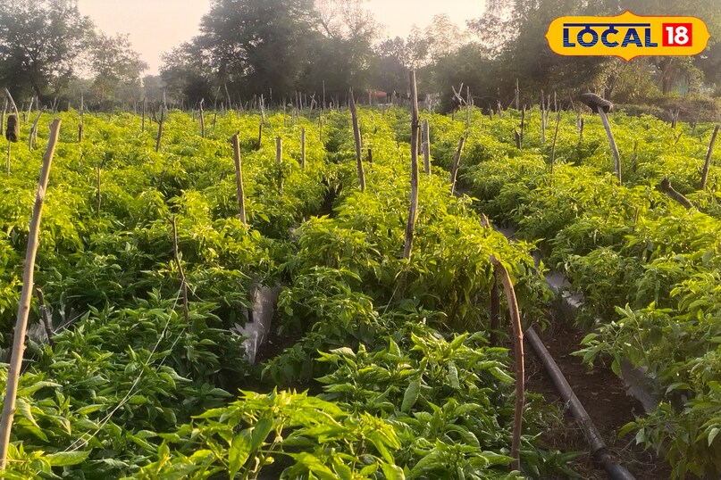 नया बी लगाया