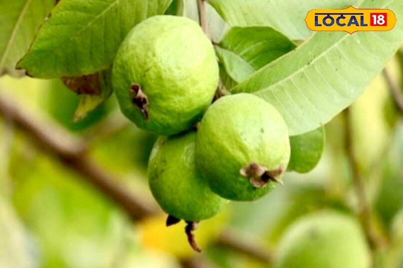 अमरूद फाइबर से भरपूर होने के कारण पेट को लंबे समय तक भरा रखता है, जिससे अनियंत्रित भूख कम होती है. इससे वजन नियंत्रित रहता है, और जब वजन संतुलित होता है तो लिपिड लेवल भी सुधरते हैं. इसके अलावा यह ब्लड शुगर को स्थिर रखने में मदद करता है, जो हार्ट हेल्थ के लिए बहुत आवश्यक है. संतुलित शुगर और स्वस्थ वजन—दोनों ही कोलेस्ट्रॉल कम करने में अहम भूमिका निभाते हैं.