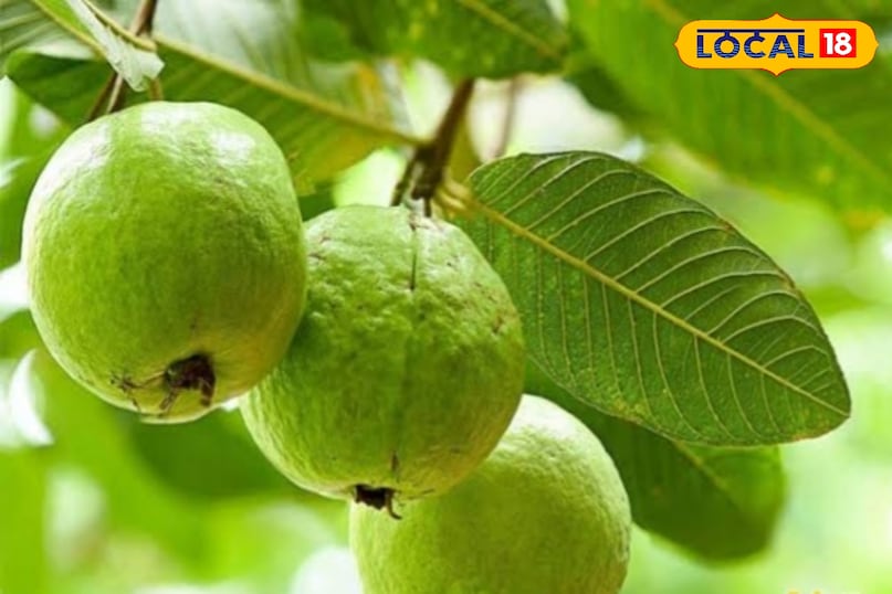 अमरूद विटामिन C का उत्कृष्ट स्रोत है—एक अमरूद में संतरे से लगभग 3–4 गुना अधिक विटामिन C पाया जाता है. यह विटामिन एंटीऑक्सिडेंट की तरह काम करता है और रक्त वाहिकाओं को ऑक्सीडेटिव डैमेज से बचाता है. धमनियों की दीवारें जितनी मजबूत होंगी, प्लाक जमने की संभावना उतनी कम होती है. यही कारण है कि अमरूद हृदय और इम्यून सिस्टम दोनों के लिए दोहरा लाभ देता है.