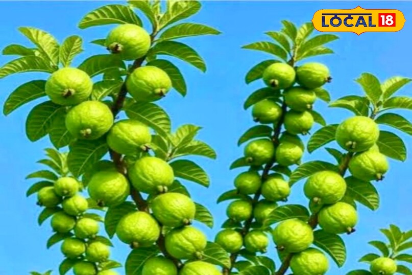 एक मध्यम आकार का अमरूद रोजाना खाना सबसे फायदेमंद माना जाता है. इसे सुबह 11 बजे या शाम 4 बजे खाने की सलाह दी जाती है, जब शरीर इसे आसानी से पचा सके. अमरूद को छिलके सहित खाना अधिक लाभदायक है क्योंकि अधिकतर फाइबर उसी में मौजूद होता है. नियमित रूप से यह आदत अपनाने से दिल की सेहत, पाचन और स्किन—तीनों पर सकारात्मक प्रभाव दिख सकता है. यह कोलेस्ट्रॉल मैनेजमेंट का सरल, सस्ता और प्राकृतिक तरीका है.