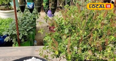 सूखा पौधा 