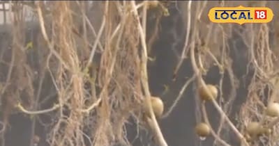 एरोपोनिक्स की इस उन्नत तकनीक से आलूओं में कीड़े नहीं लगेंगे 