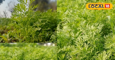 गाजर का गजरा