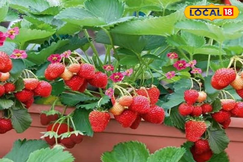 फलों के पौधे फलों के पौधे