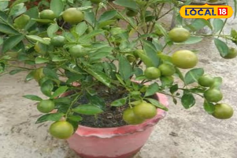 फलों के पौधे फलों के पौधे