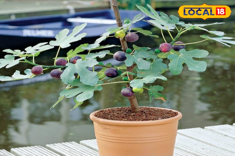 फलों के पौधे फलों के पौधे