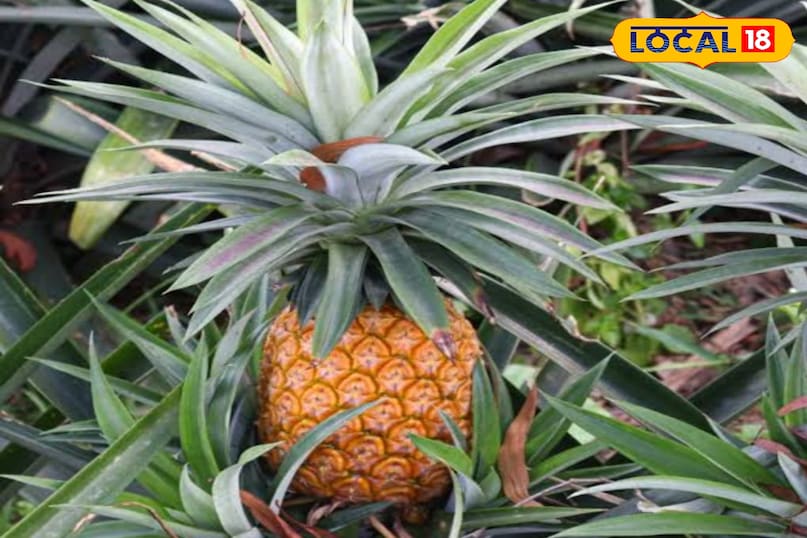 फलदार पौधे फलदार पौधे