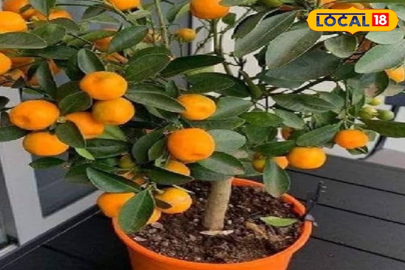 फलों के पौधे फलों के पौधे