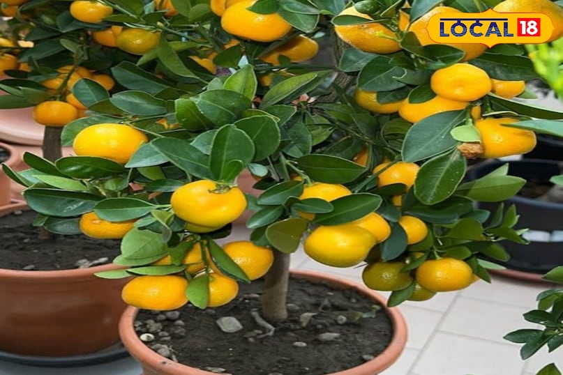 फलों के पौधे फलों के पौधे