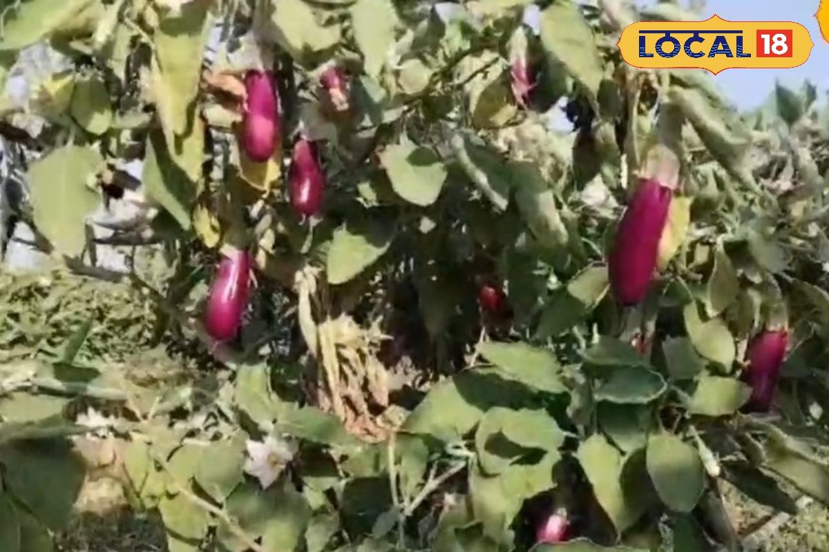 बैंगन में लग रहा शूट एंड फ्रूट रोग जानें आसान देसी उपाय और तुरंत बचाएं पौधे