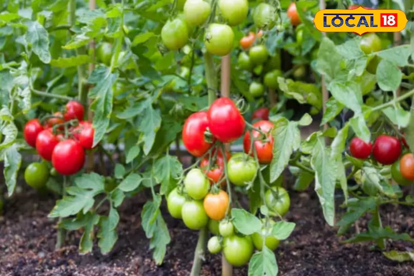 बीज बोने की सही तकनीक बीज बोने की सही तकनीक