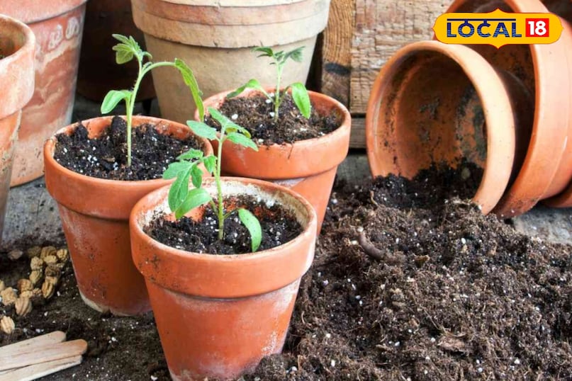 पौधों को सहारा देना पौधों को सहारा देना