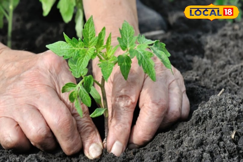 खाद और कीट नियंत्रण खाद और कीट नियंत्रण