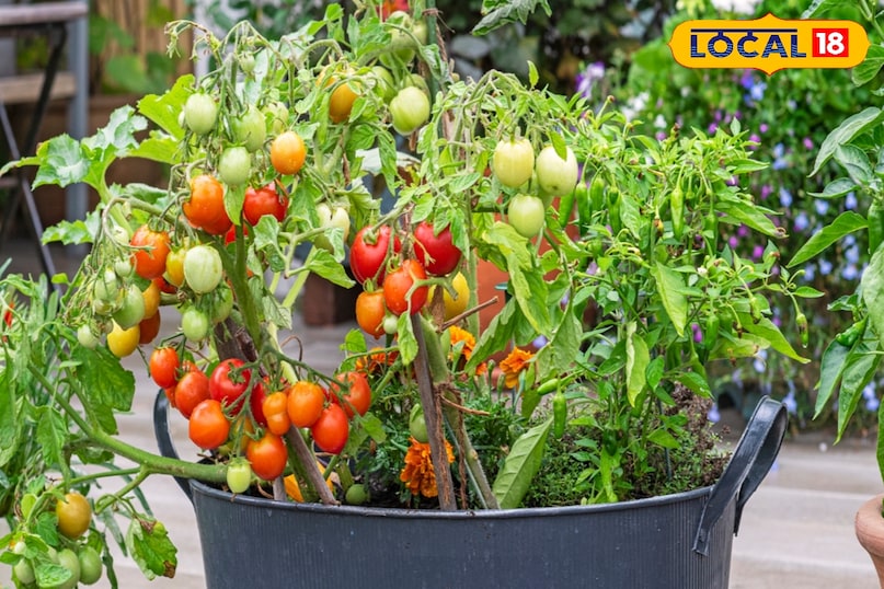 ताजे और मीठे लाल टमाटर ताजे और मीठे लाल टमाटर