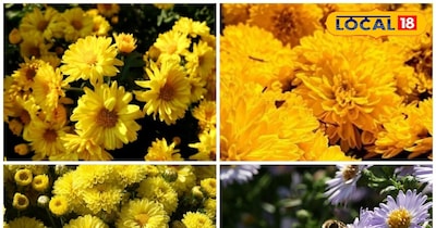 पौधे से 20-25 दिन में फूल आने लगते हैं.