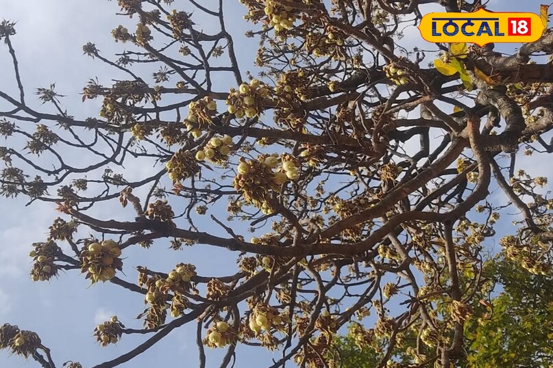 महुआ के फूल