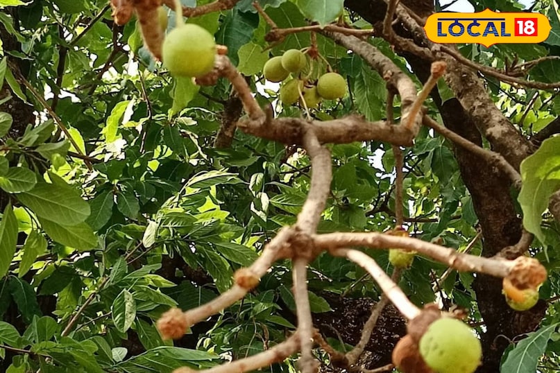 महुआ के फूल 