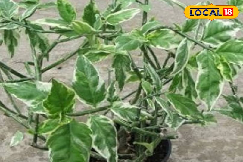 नागदोन का पौधा