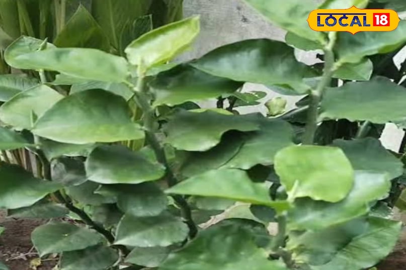 नागदोन का पौधा