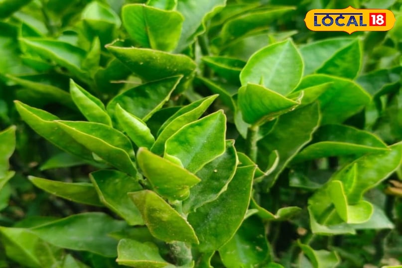 नागदोन का पौधा