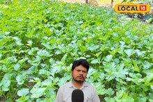 अब घर की छत पर ही उगाएं ताजा धनिया, एक्सपर्ट से जानिए बेहद आसान तरीका