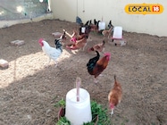 सर्दियों में मुर्गियों की होगी फुल सुरक्षा! शेड में अपनाएं ये 3 सरल जुगाड़