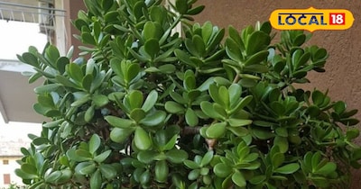 वास्तु में शुभ क्रासुला: घर-ऑफिस में बढ़ाए धन, समृद्धि और सकारात्मक ऊर्जा.