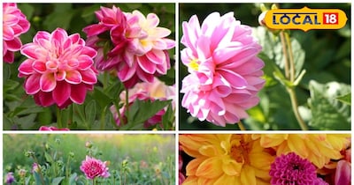 डहेलिया का पौधा