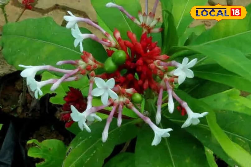 सर्पगंधा का पौधा