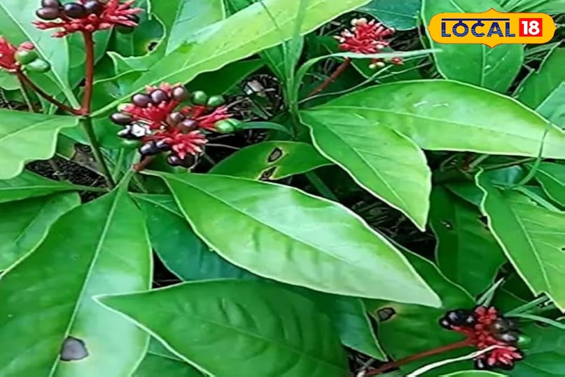 सर्पगंधा का पौधा