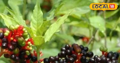 सर्पगंधा का पौधा