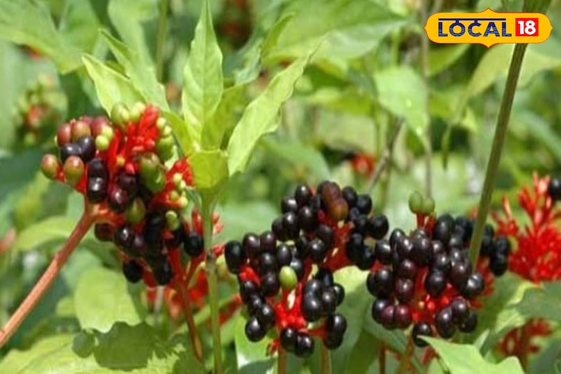 सर्पगंधा का पौधा