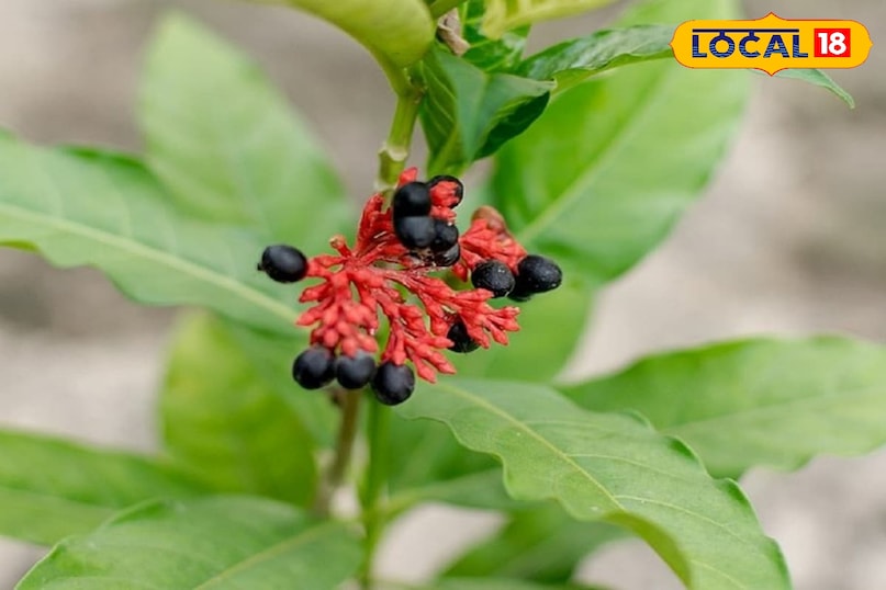 सर्पगंधा का पौधा