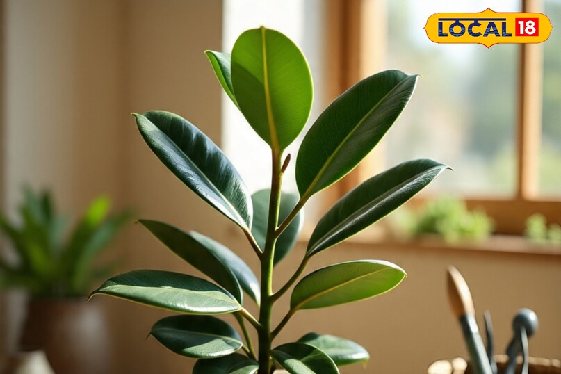 जेड प्लांट के पत्ते गहरे और चमकदार होते हैं, जो घर को सुंदर और एस्थेटिक लुक देते हैं. ऐसे में आप ठंड के दिनों में आसानी से लगा सकते हैं. इसकी देखभाल करना बेहद आसान है. ऐसे में आप आसानी से इसे घर के भीतर लगा सकते हैं.