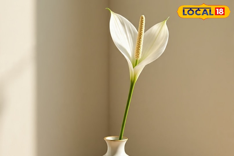 पीस लीली एक सफेद फूल और हरे पत्तों वाला सुंदर पौधा है, जो आपके घर को अलग ही सुंदरता से भर देता है. इसे ज्यादा रोशनी की जरूरत नहीं होती है. ऐसे में सर्दियों के दिनों में कम रोशनी में अच्छे से खिलता है. हवा की शुद्धता का काम करता है. इसकी देखभाल करना बेहद आसान है. ऐसे में ठंड के दिनों आप इसे घर के भीतर लगा सकते हैं. 