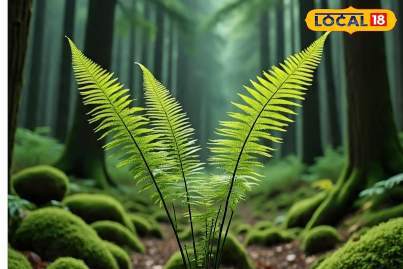 फॉरेस्ट फर्न एक अनोखा पौधा है, जो वातावरण को पॉजिटिव और ऑक्सीजन से भरपूर बनाता है. ऐसे में घर भर में ताजगी बनी रहती है. ये पौधा हल्की नमी पसंद करता है ऐसे में आप इस पर पानी का स्प्रे कर सकते हैं. इसकी पत्तियां हरी-भरी और घनी होती है, जो घर को एक प्राकृतिक सुंदरता देता है. 