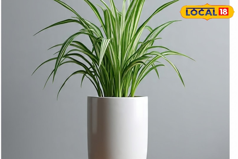 स्पाइडर प्लांट को भी आप ठंड के दिनों में घर की भीतर लगा सकते हैं. इसके पत्ते लंबे, पतले और हरे धारी वाले होते हैं, जो घर या कमरे को अच्छा लुक देता है. खास बात ये है कि ये हवा में जो विषैलापन होता है उसे साफ करता है. वहीं, ये भी कम पानी और कम प्रकाश चाहने वाला प्लांट है. ऐसे में यह आसानी से घर के भीतर ग्रो हो जाता है. इसे आप हैंगिंग पॉट में खिड़की या फिर लिविंग रूम में लगा सकते हैं.