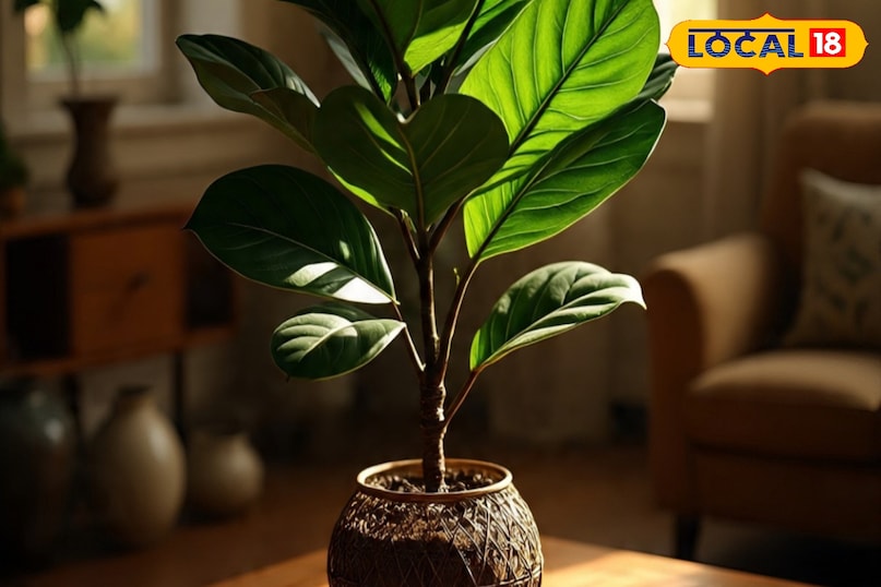 रबर प्लांट दिखने में जितना सुंदर होता है, उतने ही आसानी से आप उसे घर में उगा भी सकते हैं. इसकी पत्तियां गहरी हरी और चमकदार होती है. ये कमरे को आकर्षक और अच्छा लुक देते हैं. इसे आप आसानी घर के भीतर लगा भी सकते हैं और देखभाल भी कम करनी पड़ती है. साथ ही घर में शुद्ध हवा भी मिलती है. रबर प्लांट कम रोशनी और थोड़े पानी में आसानी से ग्रो करता है. इसका मॉडर्न और क्लासिक लुक लिविंग रूम, ऑफिस या बेडरुम को परफेक्ट बनाता है.