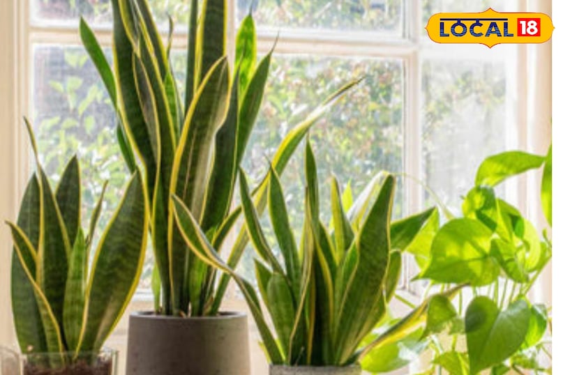 स्नेक प्लांट के पत्ते लंबे और सांप जैसे होती है. ऐसे में ये घर की सुंदरता को बढ़ाता है. इससे भी हवा शुद्ध होती है. सर्दियों के मौसम में ज्यादातर समय घर बंद रहता है. तब इसके लगाने से न सिर्फ घर की सुंदरता भी बढ़ती है बल्कि हमें शुद्ध हवा भी मिलती है. इसे ज्यादा पानी या ज्यादा धूप की जरूरत नहीं पड़ती और आसानी से पनप जाता है. ऐसे में स्नेक प्लांट सर्दी के मौसम घर के भीतर लगाने के लिए बेहतरीन विकल्प है.