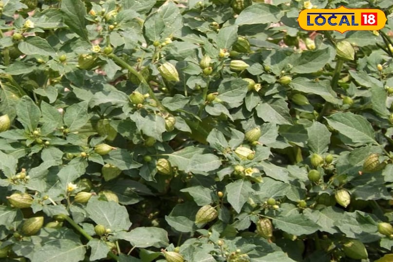 रसभरी का पौधा