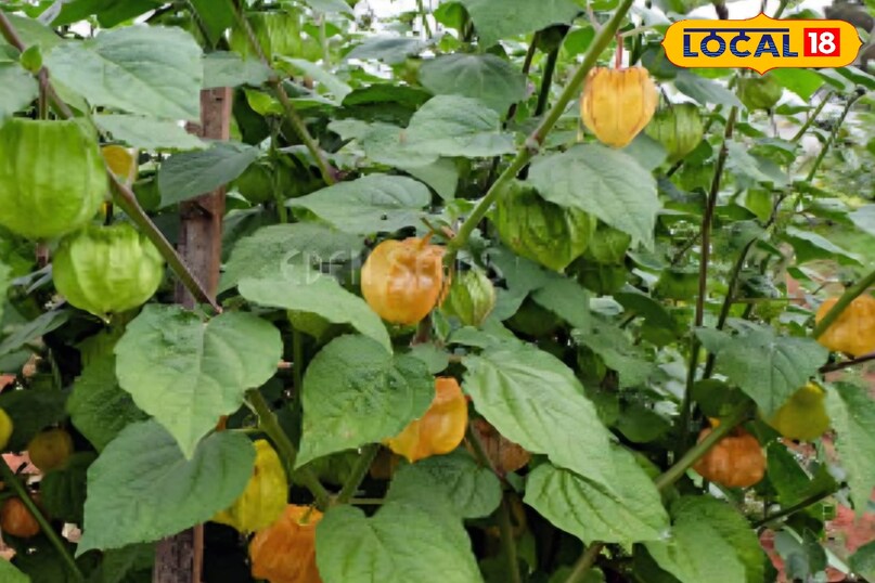 रसभरी का पौधा