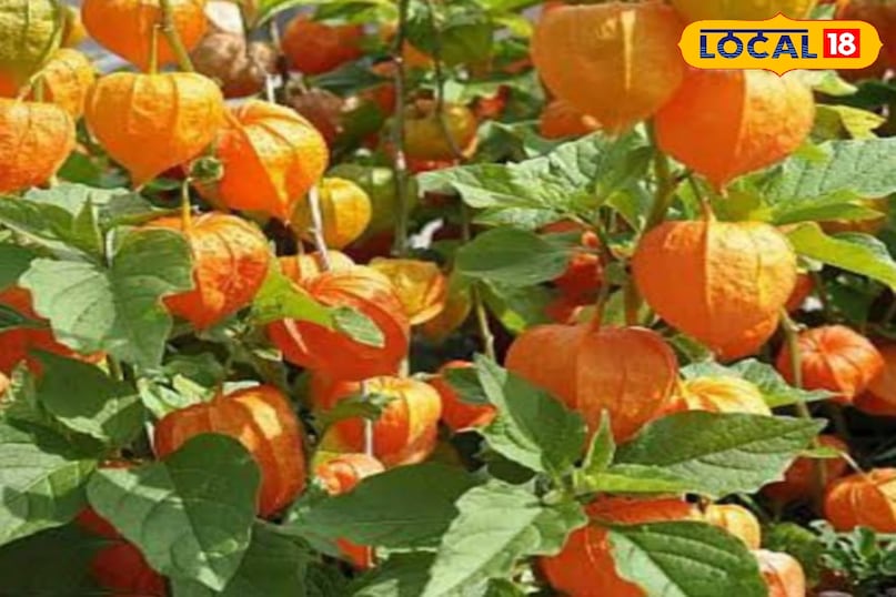 रसभरी का पौधा