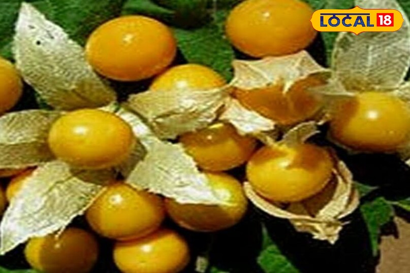 रसभरी का पौधा