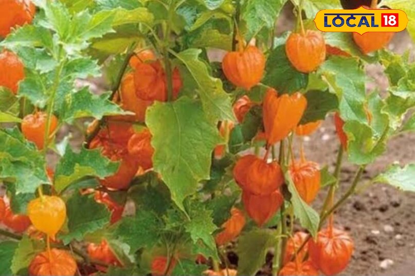 रसभरी का पौधा