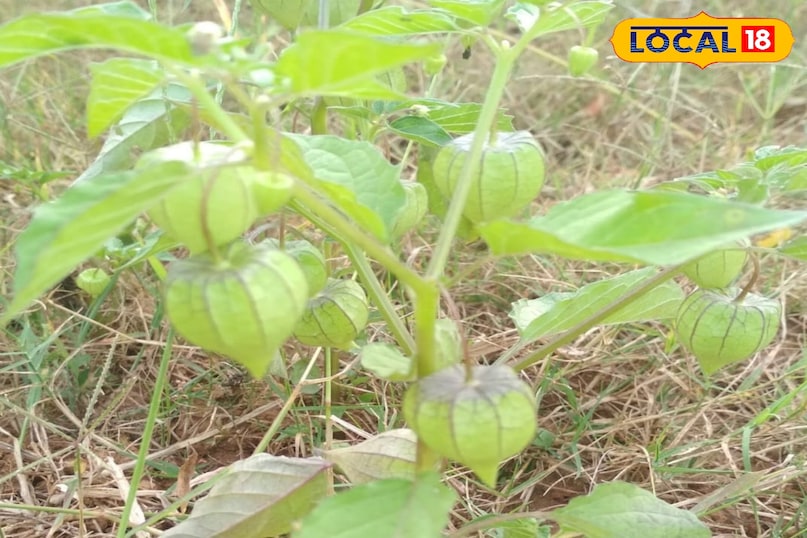 रसभरी का पौधा